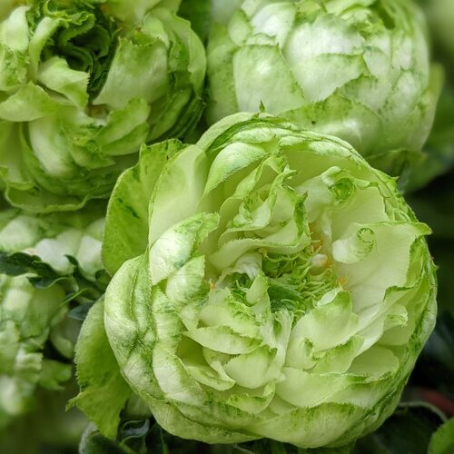 Роза японская Принцесса Мидори 